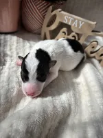 Gazelle, a female Wire Fox Terrier for sale in Liberty, KY – 2 of 2