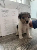 Fru Fru , a male Wire Fox Terrier for sale in Liberty, KY – 3 of 4