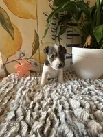 Bonnie Hopps, a female Wire Fox Terrier for sale in Liberty, KY – 3 of 5