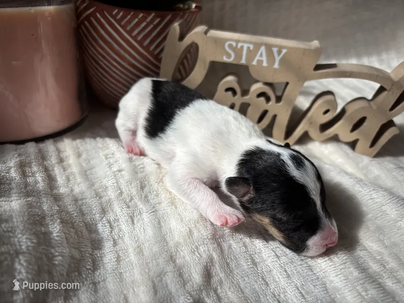 Judy hopps – Wire Fox Terrier puppy for sale in Liberty, KY