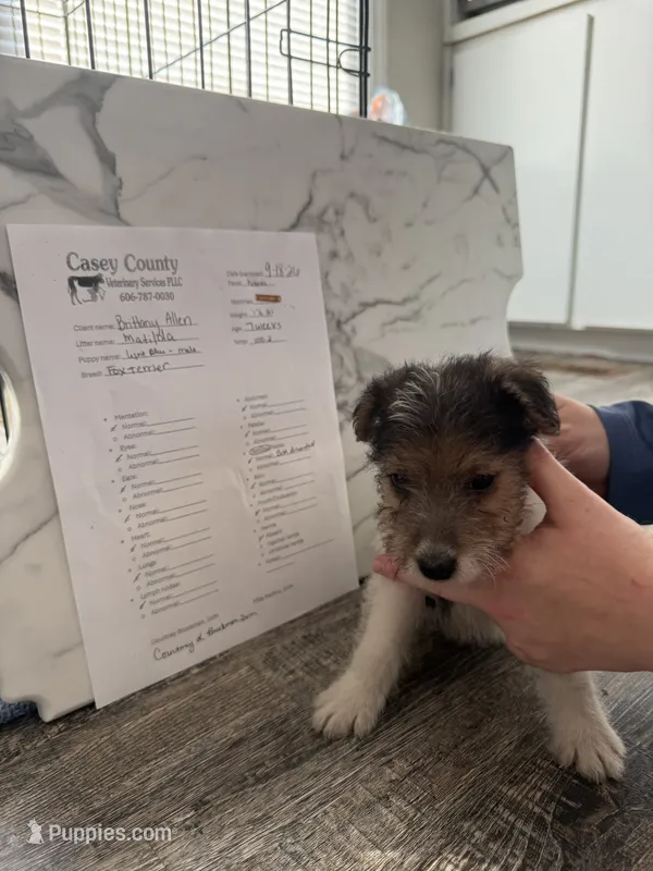 Fru Fru  – Wire Fox Terrier puppy for sale in Liberty, KY