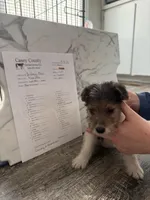 Fru Fru , a male Wire Fox Terrier for sale in Liberty, KY – 1 of 4