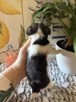 Bonnie Hopps, a female Wire Fox Terrier for sale in Liberty, KY – 5 of 5