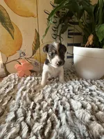 Bonnie Hopps, a female Wire Fox Terrier for sale in Liberty, KY – 2 of 5