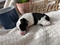 Duke weaselton, a male Wire Fox Terrier for sale in Liberty, KY – 2 of 3