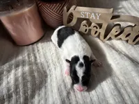 Judy hopps, a female Wire Fox Terrier for sale in Liberty, KY – 4 of 4