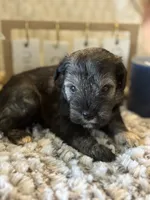 Kristoff , a male Miniature Schnauzer for sale in Liberty, KY – 2 of 6