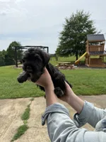 Bella, a female Miniature Schnauzer for sale in Liberty, KY – 7 of 8