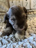 Olaf , a male Miniature Schnauzer for sale in Liberty, KY – 3 of 4