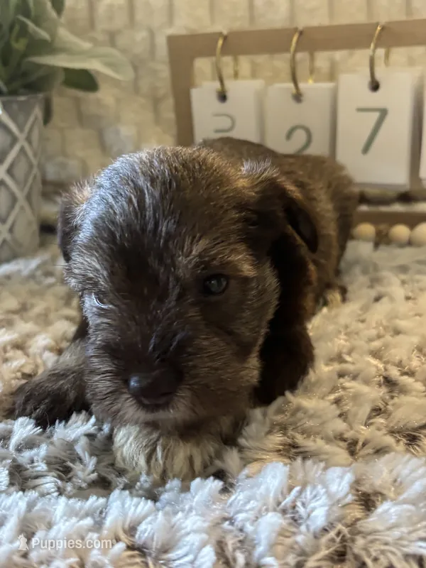 Olaf  – Miniature Schnauzer puppy for sale in Liberty, KY
