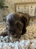 Olaf , a male Miniature Schnauzer for sale in Liberty, KY – 1 of 4