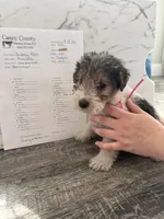 Clawhauser, a male Wire Fox Terrier for sale in Liberty, KY – 1 of 5