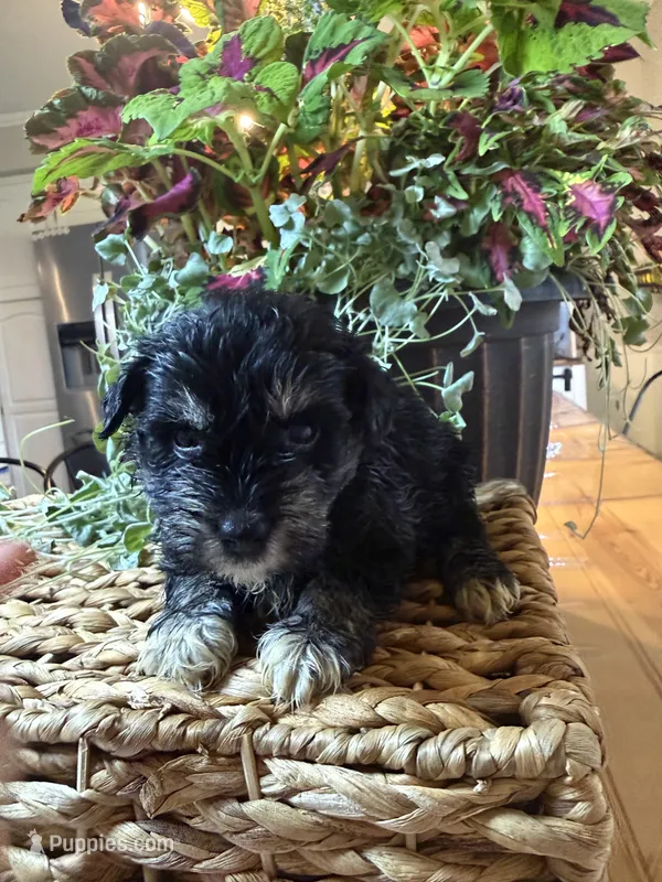 Prince Charming  – Miniature Schnauzer puppy for sale in Liberty, KY