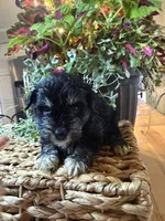 Prince Charming , a male Miniature Schnauzer for sale in Liberty, KY – 1 of 2