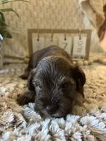 Olaf , a male Miniature Schnauzer for sale in Liberty, KY – 4 of 4