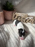 Fru Fru , a female Wire Fox Terrier for sale in Liberty, KY – 2 of 2