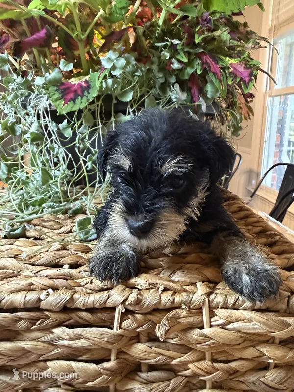 Ana – Miniature Schnauzer puppy for sale in Liberty, KY