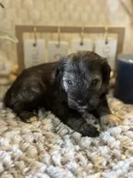 Kristoff , a male Miniature Schnauzer for sale in Liberty, KY – 3 of 6