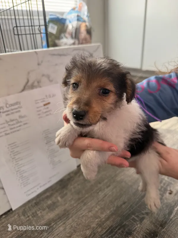Chief Bogo – Wire Fox Terrier puppy for sale in Liberty, KY