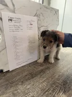 Fru Fru , a male Wire Fox Terrier for sale in Liberty, KY – 4 of 4