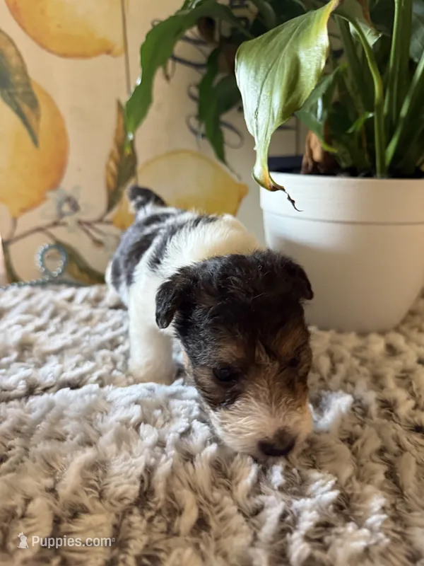 Clawhauser – Wire Fox Terrier puppy for sale in Liberty, KY