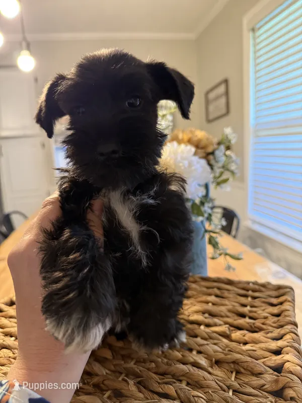 Daisy – Miniature Schnauzer puppy for sale in Liberty, KY