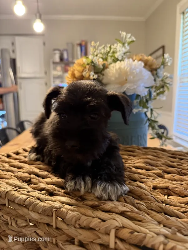 Daisy – Miniature Schnauzer puppy for sale in Liberty, KY