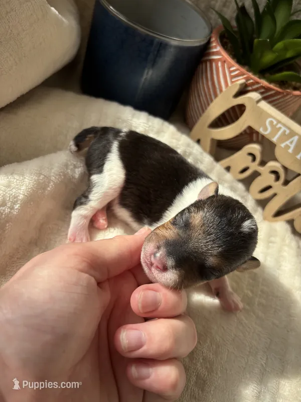 Clawhauser – Wire Fox Terrier puppy for sale in Liberty, KY