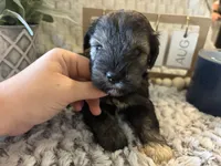 Kristoff , a male Miniature Schnauzer for sale in Liberty, KY – 5 of 6