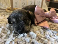 Honeymaren , a female Miniature Schnauzer for sale in Liberty, KY – 3 of 6