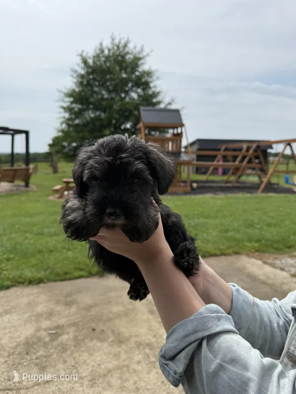 Bella – Miniature Schnauzer puppy for sale in Liberty, KY