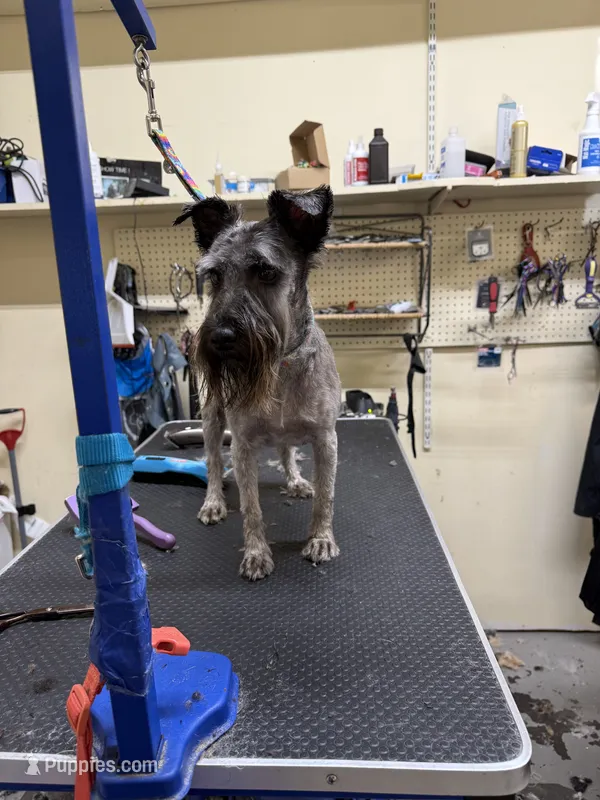 Peach – Miniature Schnauzer puppy for sale in Liberty, KY