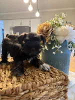 Yoshi, a male Miniature Schnauzer for sale in Liberty, KY – 4 of 9