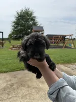 Bella, a female Miniature Schnauzer for sale in Liberty, KY – 6 of 8