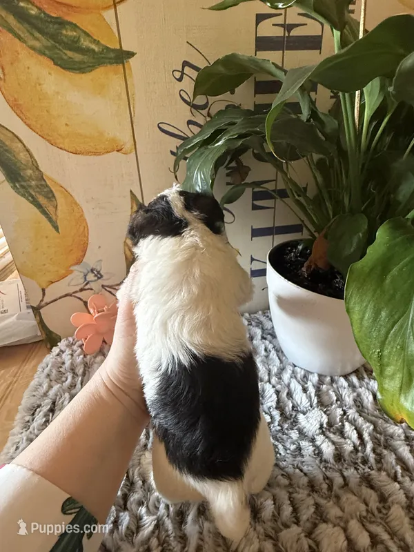 Judy hopps – Wire Fox Terrier puppy for sale in Liberty, KY
