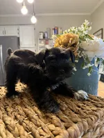 Yoshi, a male Miniature Schnauzer for sale in Liberty, KY – 9 of 9