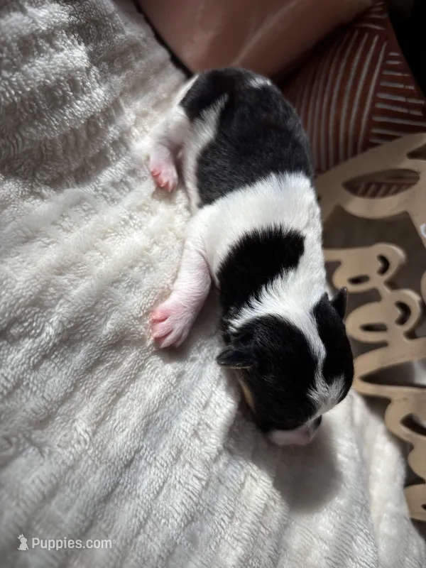 Bellwether – Wire Fox Terrier puppy for sale in Liberty, KY