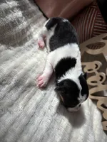 Bellwether, a female Wire Fox Terrier for sale in Liberty, KY – 1 of 2