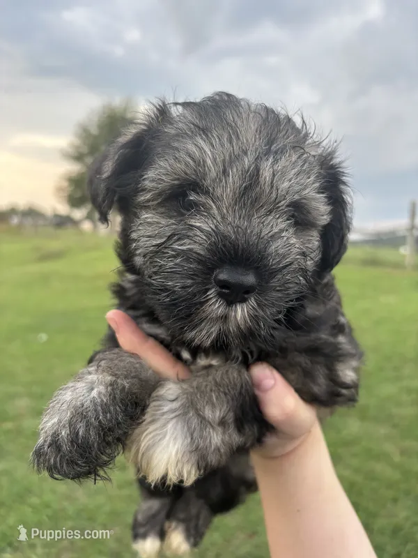 Kristoff  – Miniature Schnauzer puppy for sale in Liberty, KY