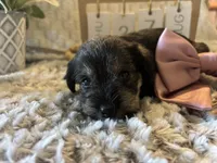 Honeymaren , a female Miniature Schnauzer for sale in Liberty, KY – 6 of 6