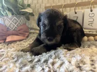 Anna, a female Miniature Schnauzer for sale in Liberty, KY – 5 of 5