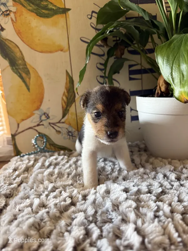Nick wilde – Wire Fox Terrier puppy for sale in Liberty, KY