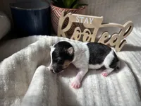 Nick wilde, a male Wire Fox Terrier for sale in Liberty, KY – 3 of 4