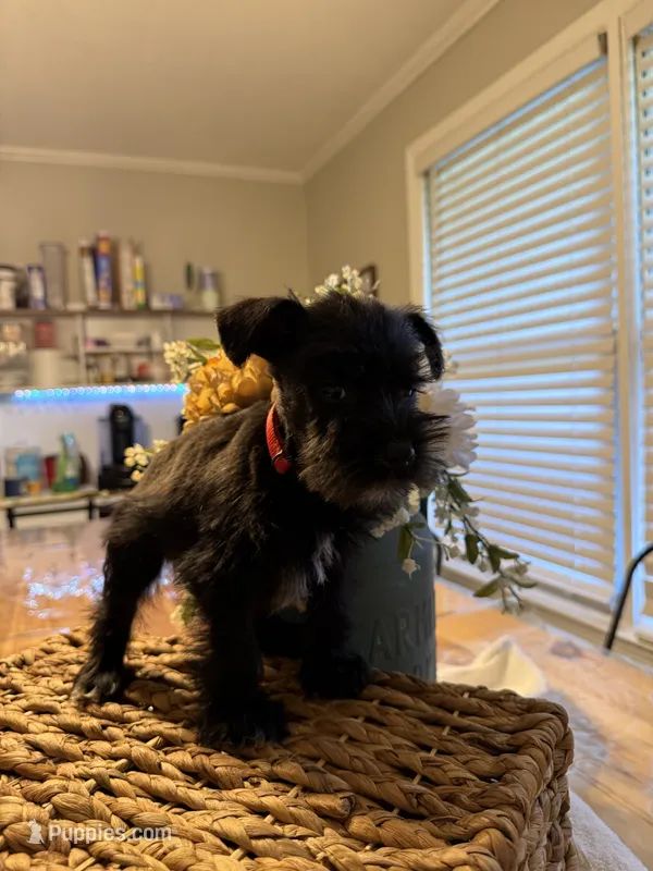 Bowser – Miniature Schnauzer puppy for sale in Liberty, KY