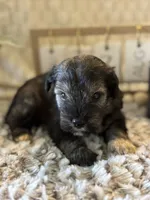 Kristoff , a male Miniature Schnauzer for sale in Liberty, KY – 1 of 6