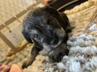Honeymaren , a female Miniature Schnauzer for sale in Liberty, KY – 4 of 6