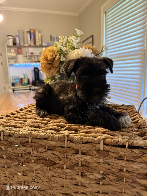 Peach – Miniature Schnauzer puppy for sale in Liberty, KY