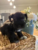 Yoshi, a male Miniature Schnauzer for sale in Liberty, KY – 8 of 9