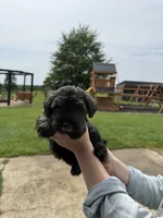 Bella, a female Miniature Schnauzer for sale in Liberty, KY – 3 of 8