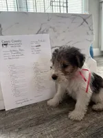 Clawhauser, a male Wire Fox Terrier for sale in Liberty, KY – 3 of 5